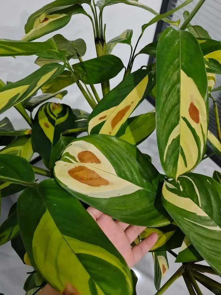 Calathea lubbersiana stems growing roots in a glass of water indoors