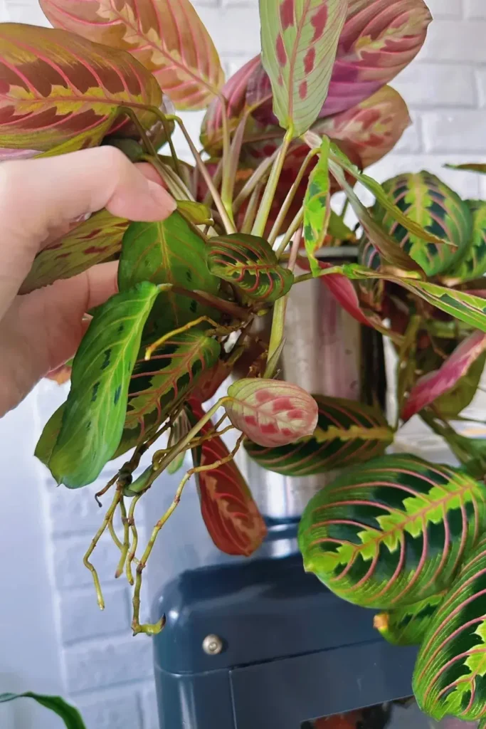 aerial roots forming above the soil, reaching out slowly, almost cautiously.