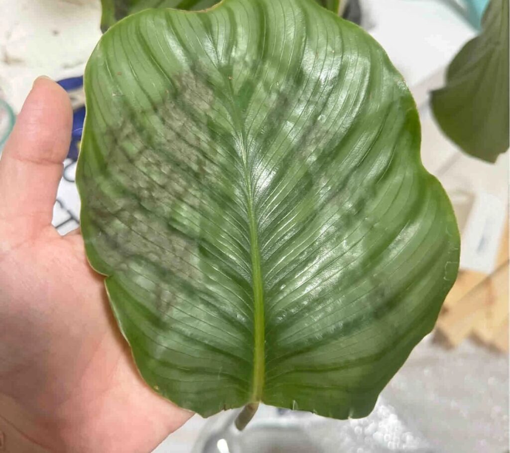 Calathea leaf showing irregular blotchy discoloration from cold damage, not rot or pests