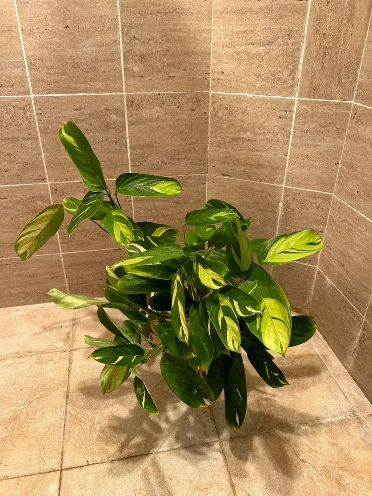 efeutute neon lime Buy Neon Pothos Plant Online | Small Indoor Plants main image 1