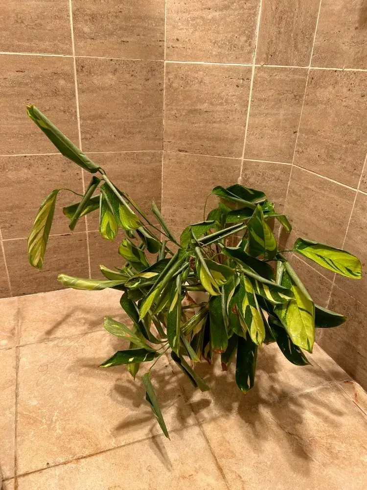 elefantenfuß baum kaufen Elefantenfuß – 120 cm – Beaucarnea recurvata kaufen – Luna's Leaf Co