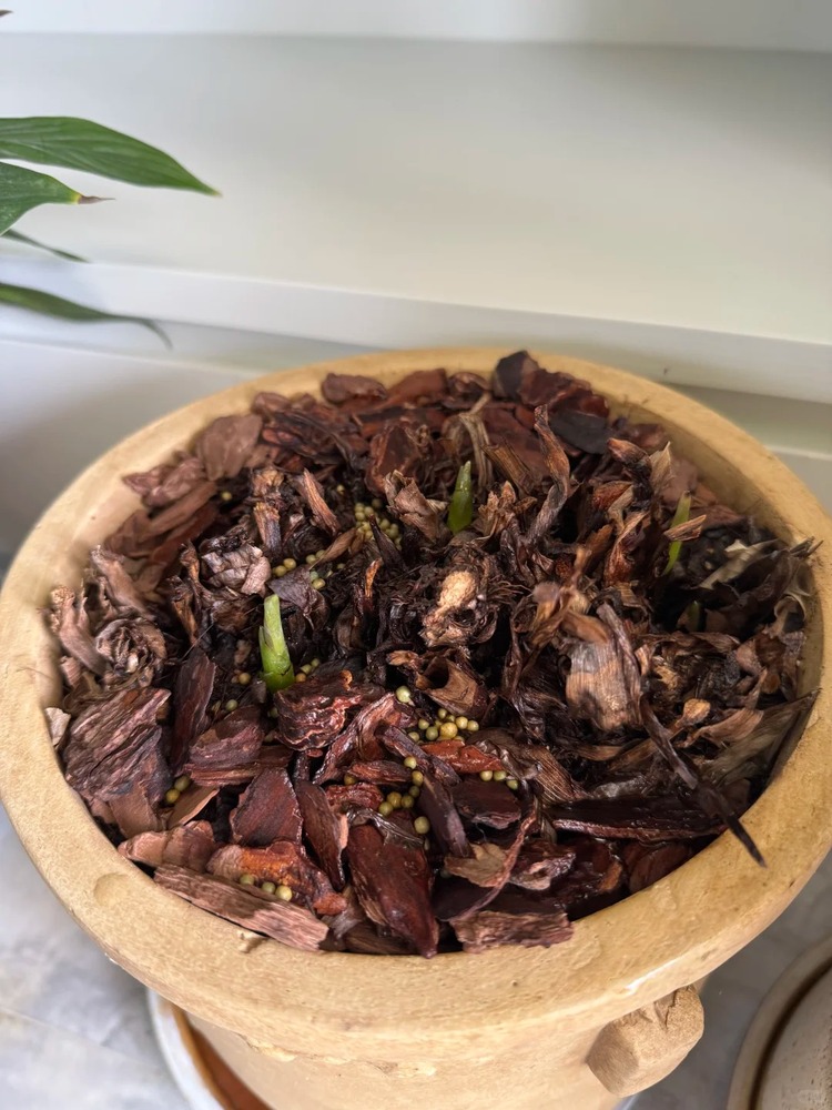 New calathea shoots emerging from soil after all leaves were lost to cold damage