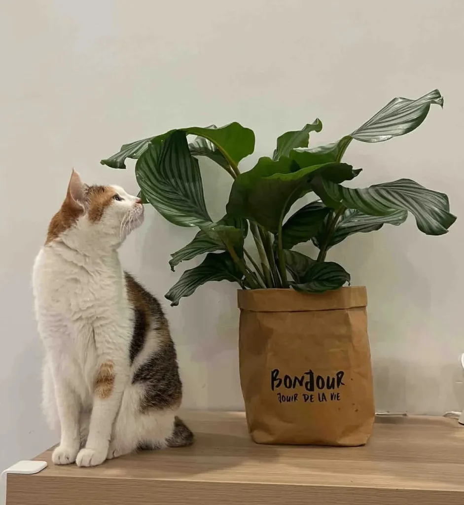 Cat chewing calathea leaves causing holes along the edges, often mistaken for pest damage