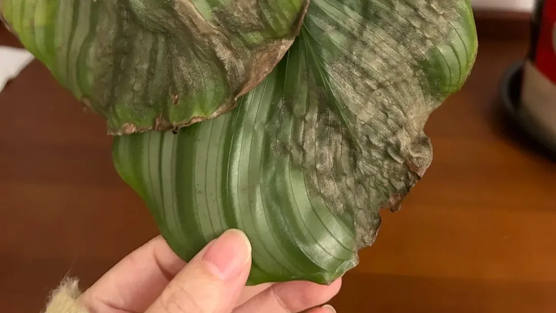 Cold Damage in Calathea What Went Wrong and How to Save It