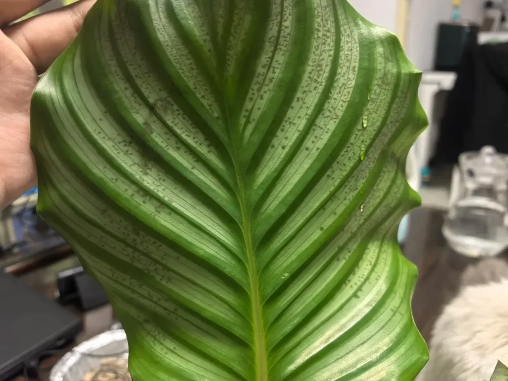 Dense Speckling on the Leaves