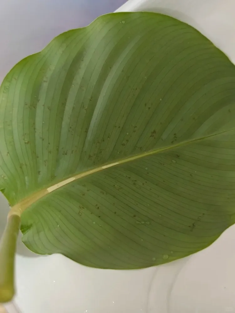 Dense Speckling on the Leaves