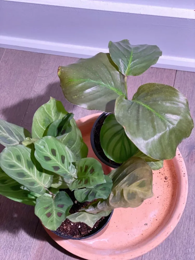Calathea leaves showing early cold damage with dull color, partial translucency, and loss of firmness