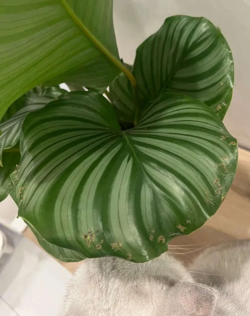 Close-up of calathea leaf edges damaged by cat chewing