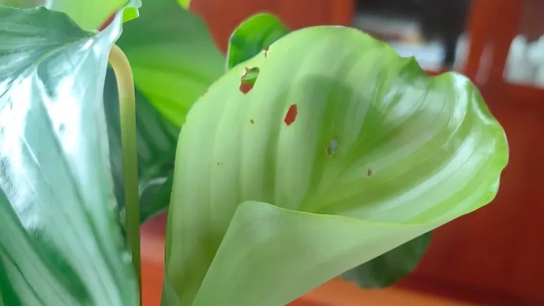 Holes in Calathea Leaves Causes Most People Misdiagnose