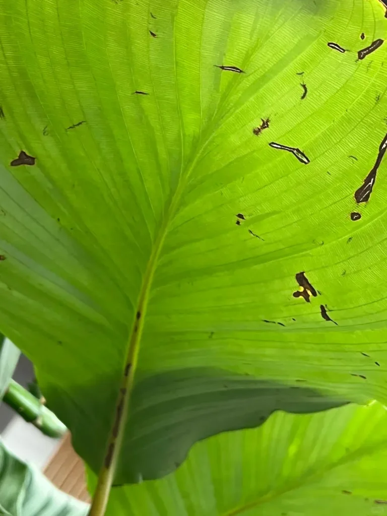 Holes in Calathea Leaves: Causes Most People Misdiagnose