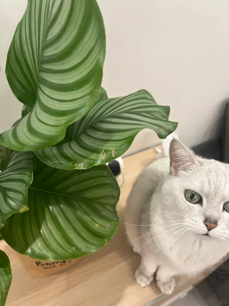 Cat biting calathea leaves causing holes along the edges, not pest damage