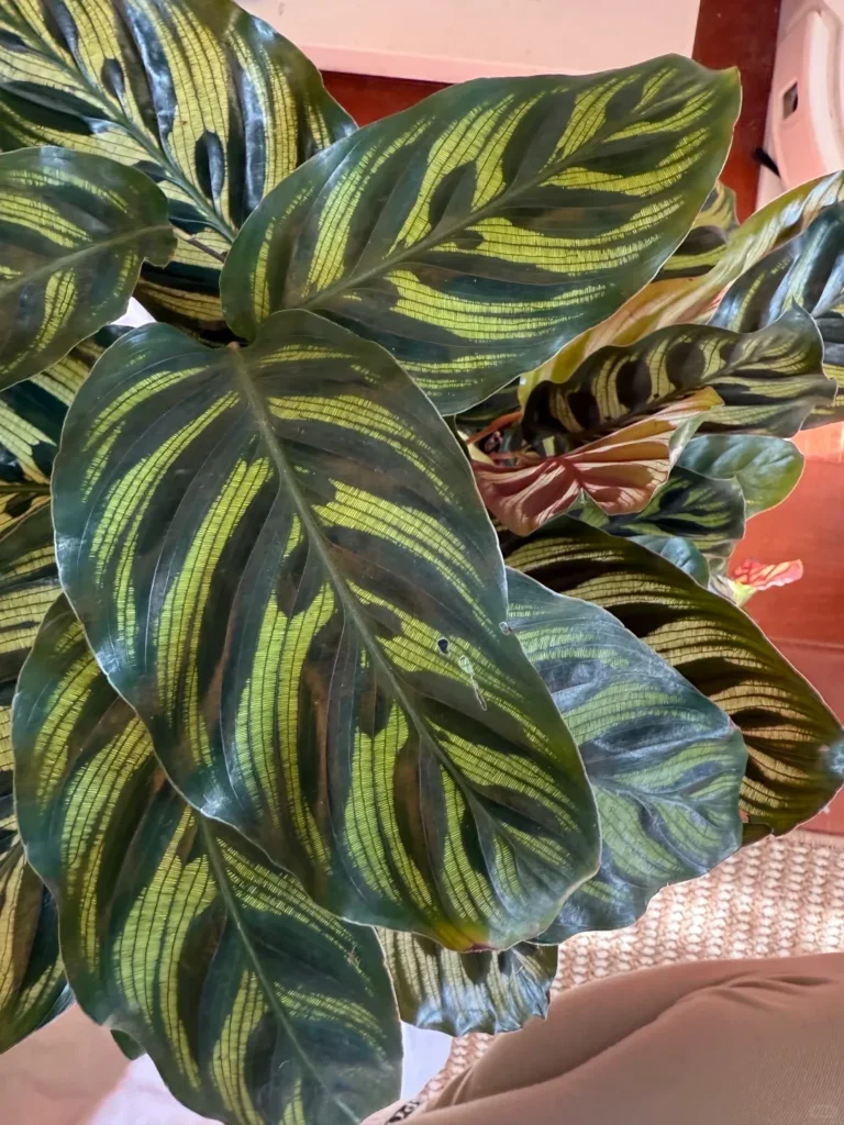 calathea beautiful star Calathea ornata 'Beauty Star' – Mari's Gardens main image 1