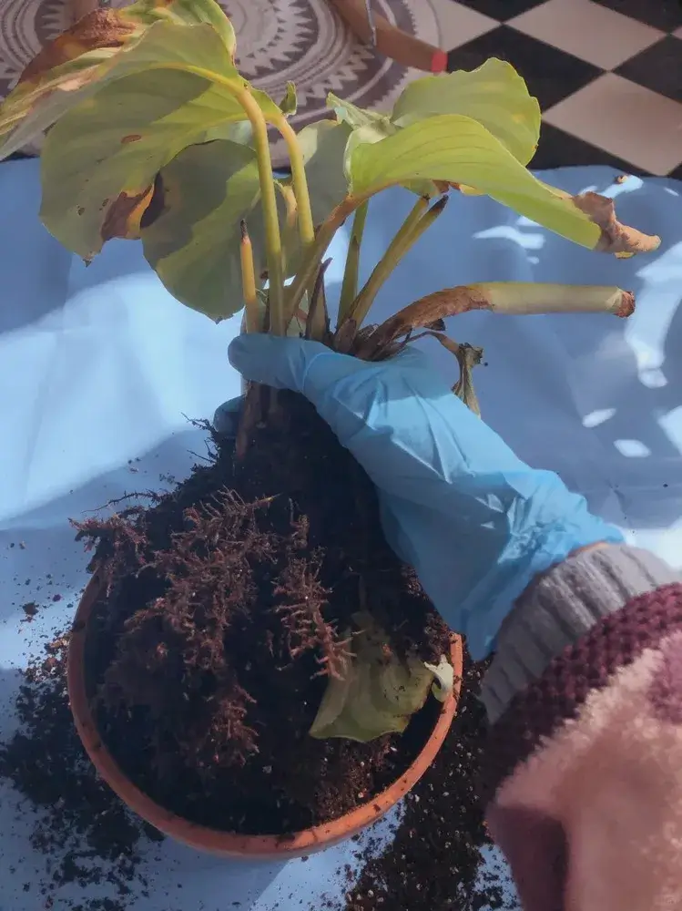 Calathea Overwatering or Underwatering? How to Tell From Real Plant Signals
