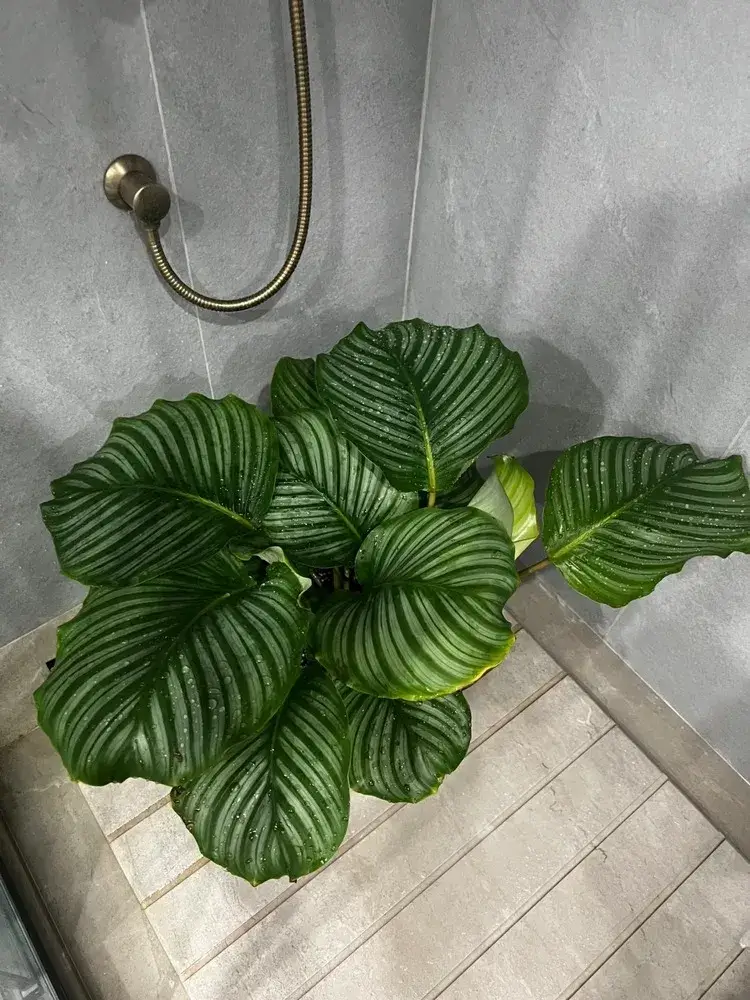 Calathea Overwatering or Underwatering? How to Tell From Real Plant Signals 4 What Finally Turned the Plant Around
