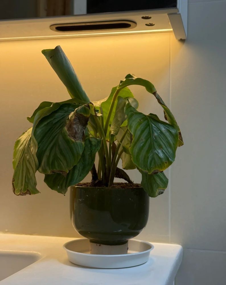 Calathea Overwatering or Underwatering? How to Tell From Real Plant Signals
