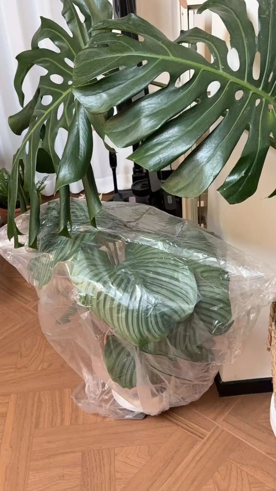 Cold Damage in Calathea: What Went Wrong and How to Save It
