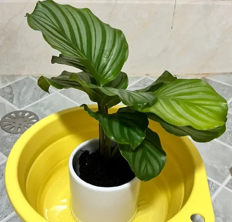 Calathea Overwatering or Underwatering? How to Tell From Real Plant Signals