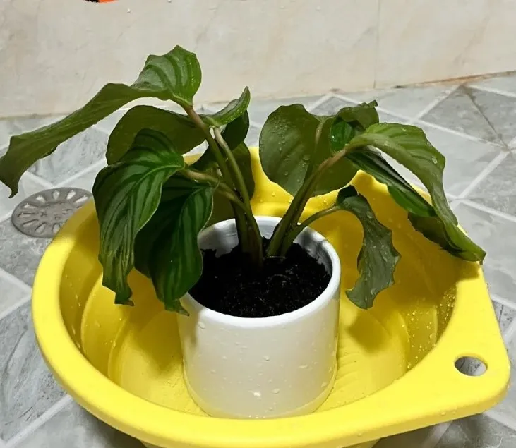 calathea kerchoveana Maranta 'Beauty Kim'
