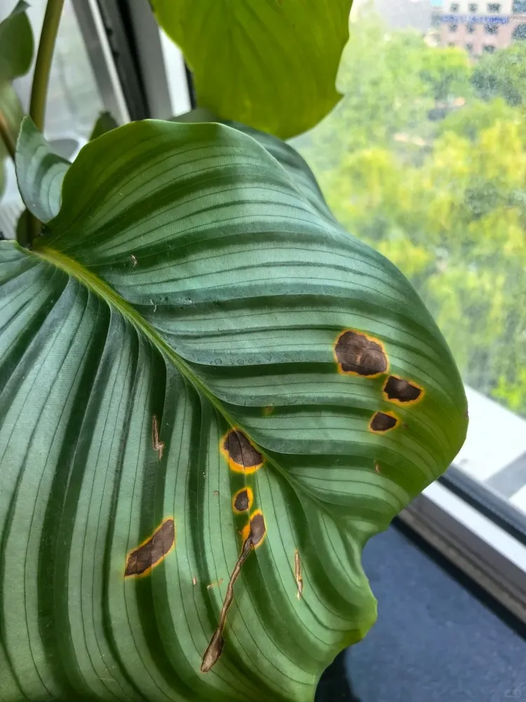 calathea brown spots yellow halo