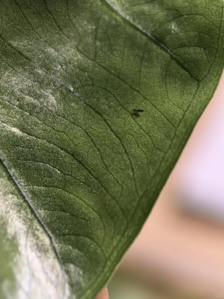 Small black thrips on the underside of a Calathea leaf, about 2 mm long