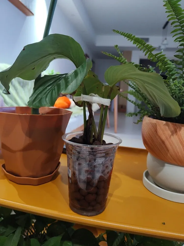 Calathea Freddie placed in semi-hydro LECA after severe drooping following repotting
