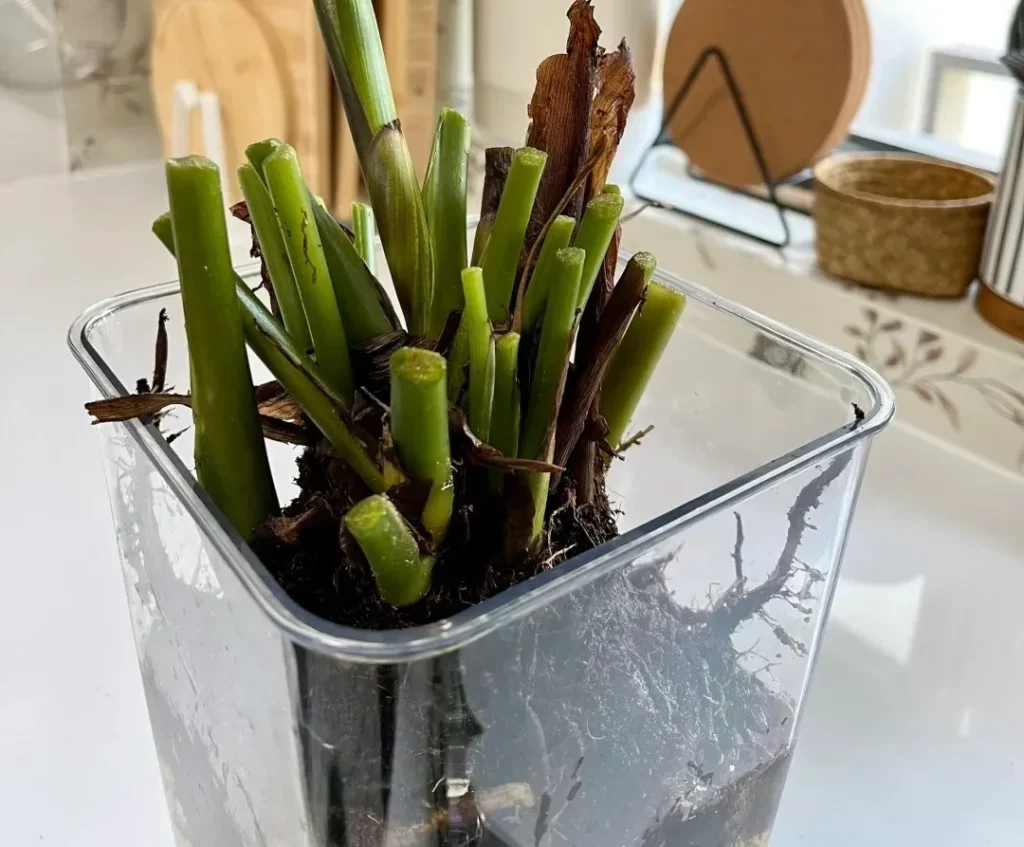 Cut or Leave It? How I Decide When to Remove Damaged Calathea Leaves