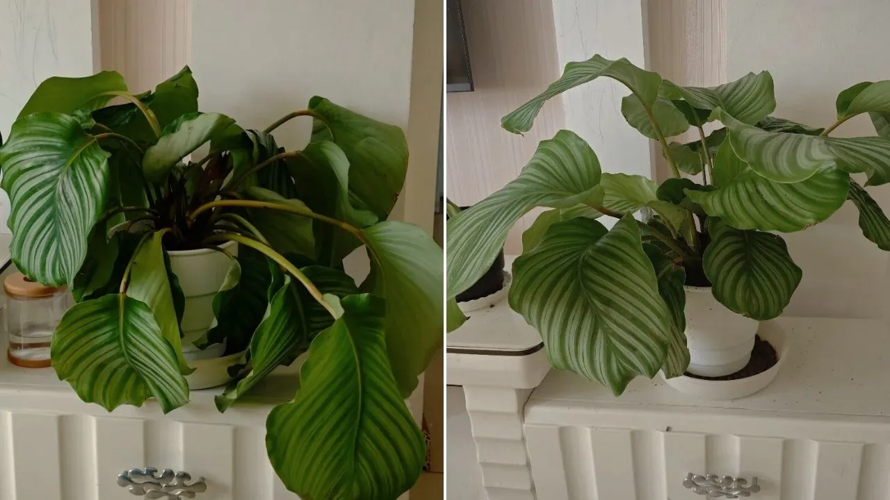 Calathea Drooping After Repotting Normal Shock or Did I Make It Worse