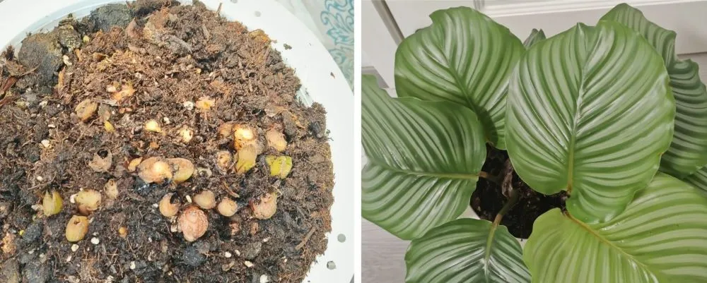 Cut or Leave It? How I Decide When to Remove Damaged Calathea Leaves