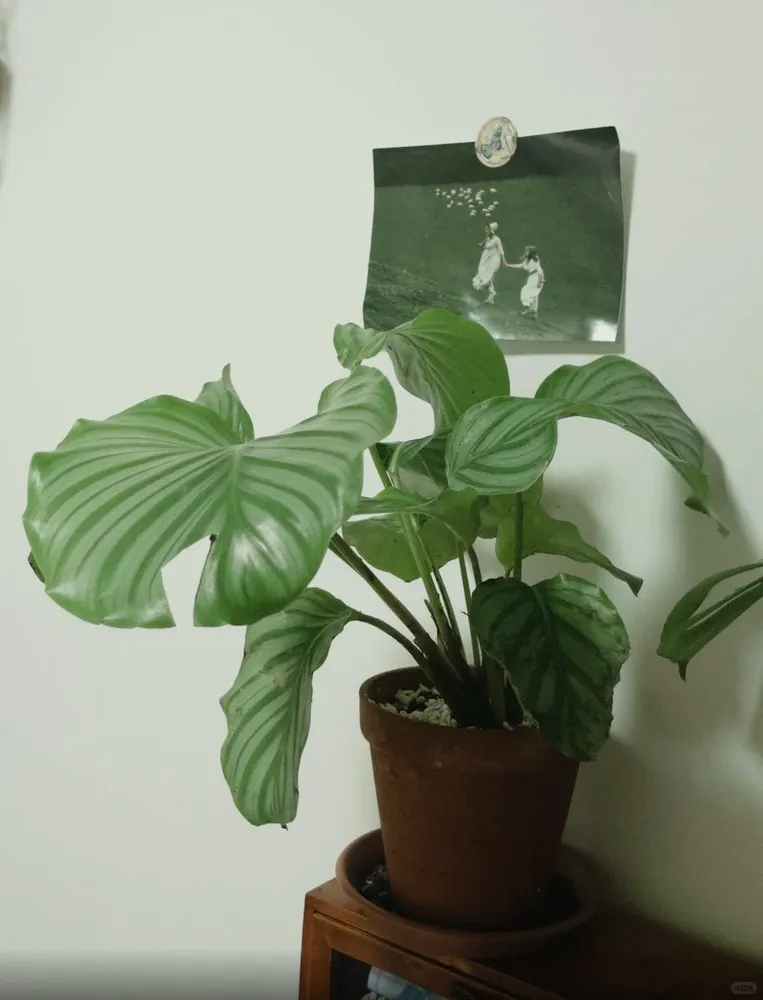 Healthy Calathea Freddie with firm upright leaves after recovery from repotting shock