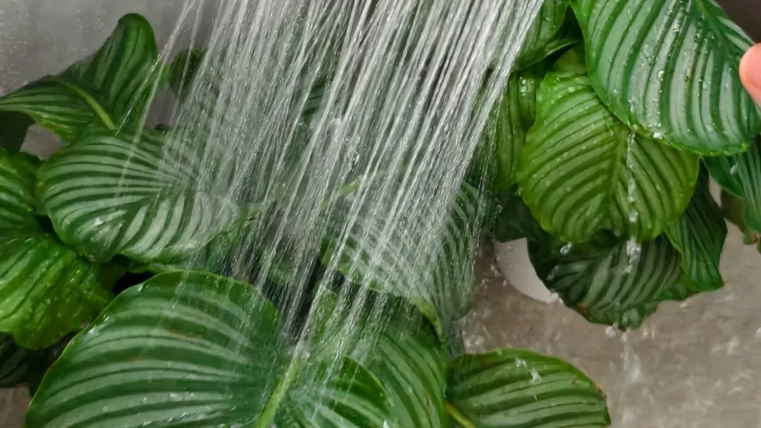 Calathea Overwatering or Underwatering How to Tell From Real Plant Signals