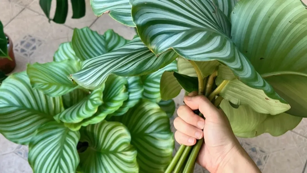 Cut or Leave It How I Decide When to Remove Damaged Calathea Leaves