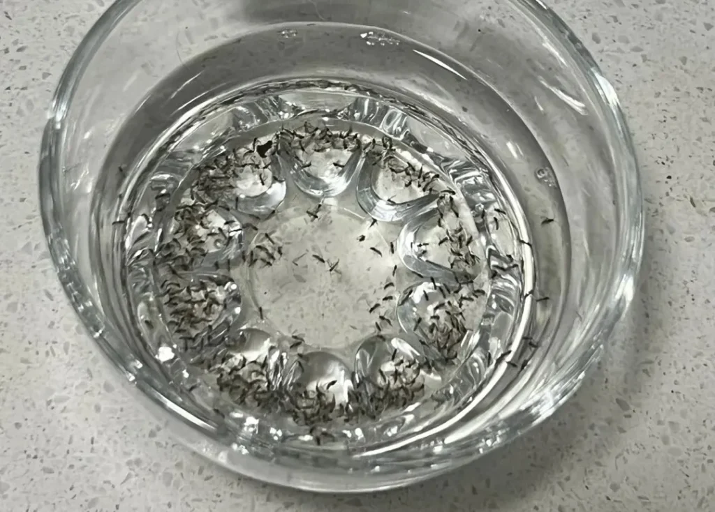 Adult fungus gnats trapped in sugar water with a small amount of dish soap