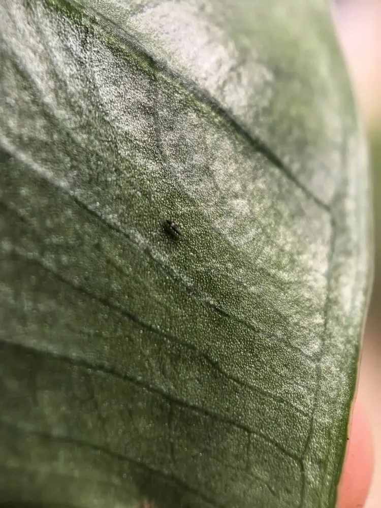 Several thrips visible on one Calathea leaf, confirming an active infestation