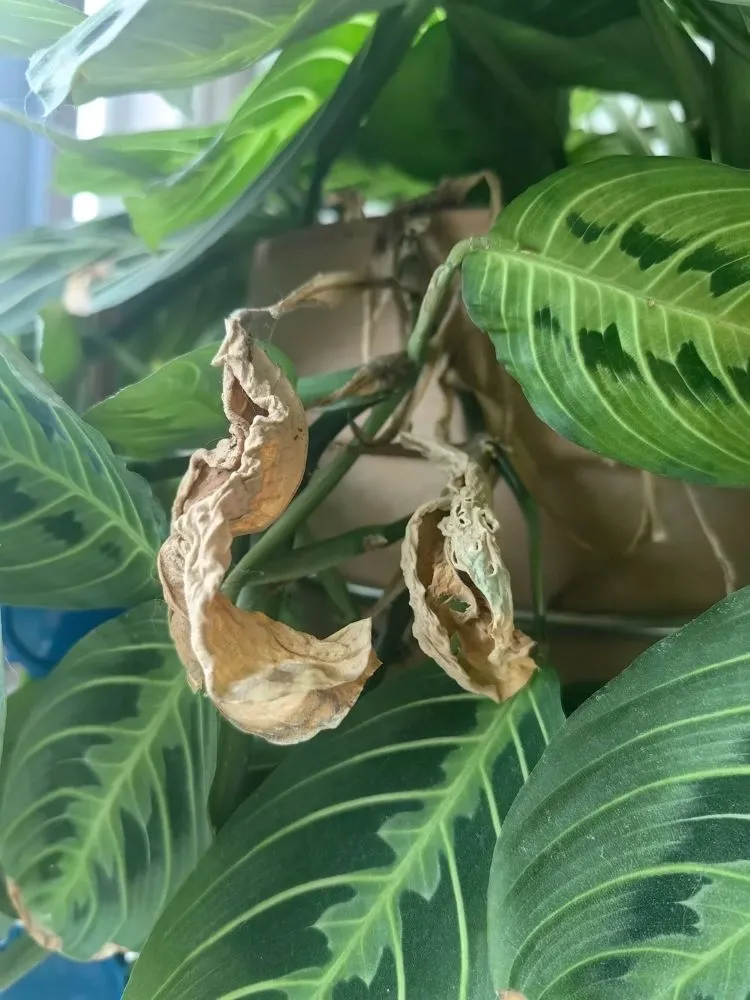 Cut or Leave It? How I Decide When to Remove Damaged Calathea Leaves