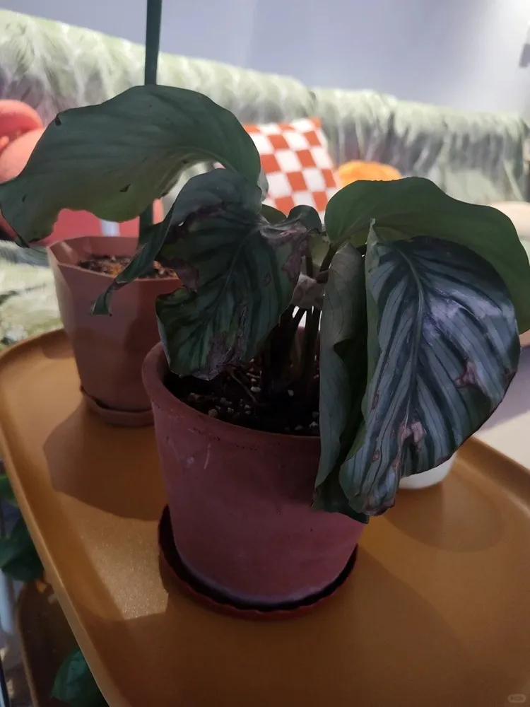 Calathea leaves collapsed and curling after repotting into a ceramic pot