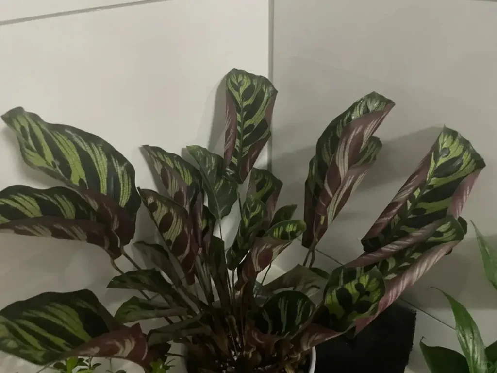 stromanthe calathea triostar Stromanthe Triostar – Okanoka