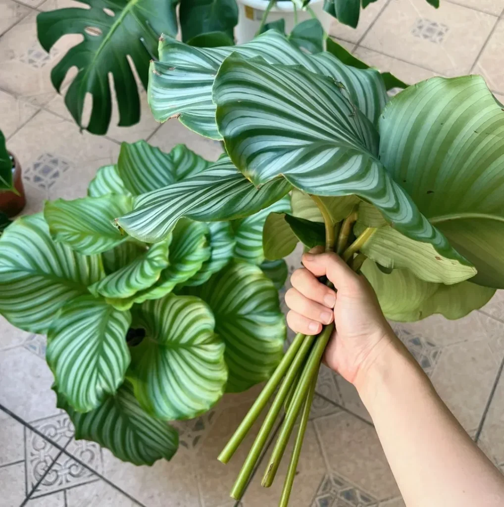Cut or Leave It? How I Decide When to Remove Damaged Calathea Leaves