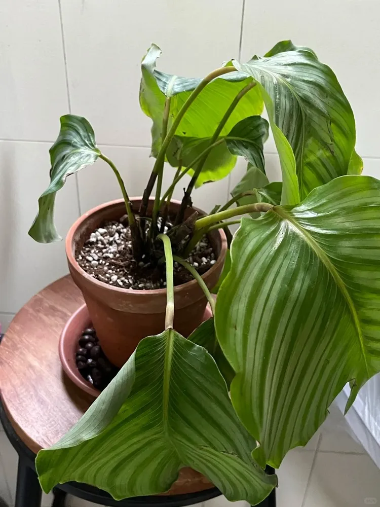 Calathea leaves soft and drooping during first week after repotting