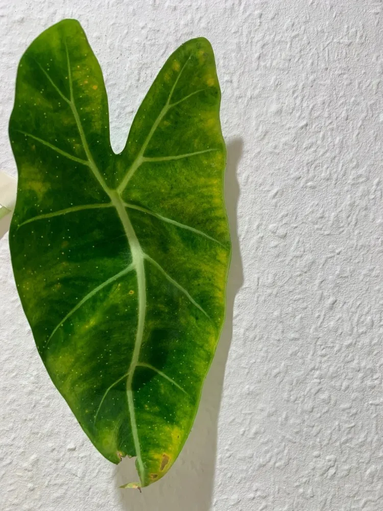 Calathea leaf showing yellow mottling and speckled discoloration caused by thrips feeding