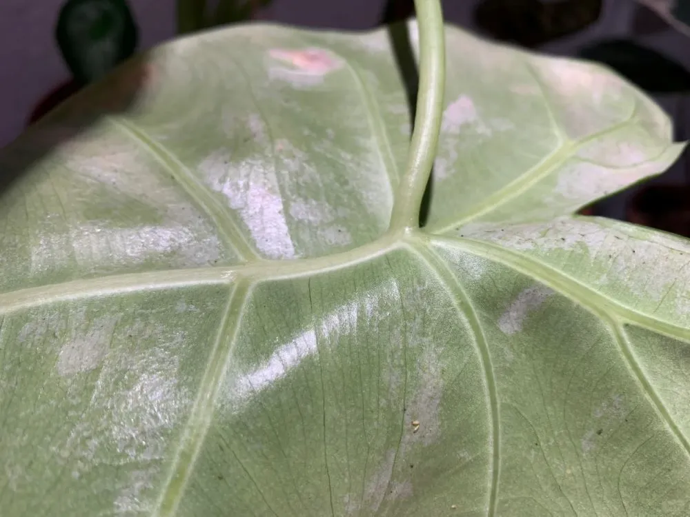 Silvery patches and surface scarring on a Calathea leaf caused by thrips feeding