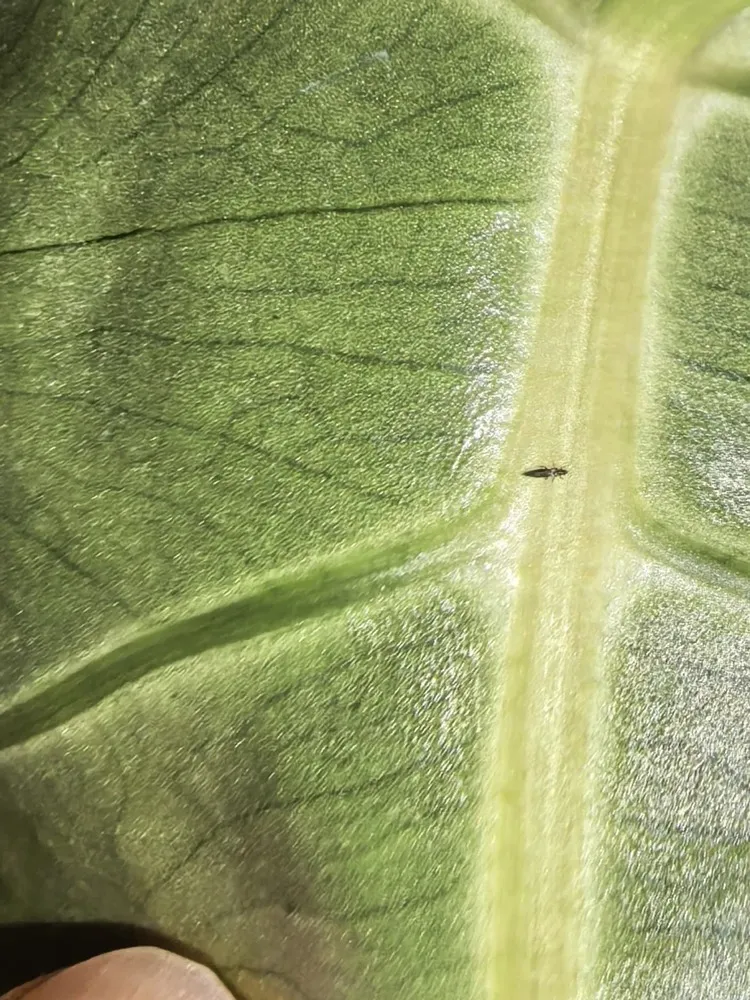Thrips hiding along the veins of a Calathea leaf, blending into the surface