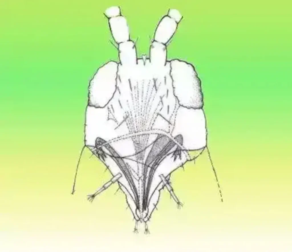 Diagram showing the piercing-sucking mouthparts of thrips used to damage plant tissue