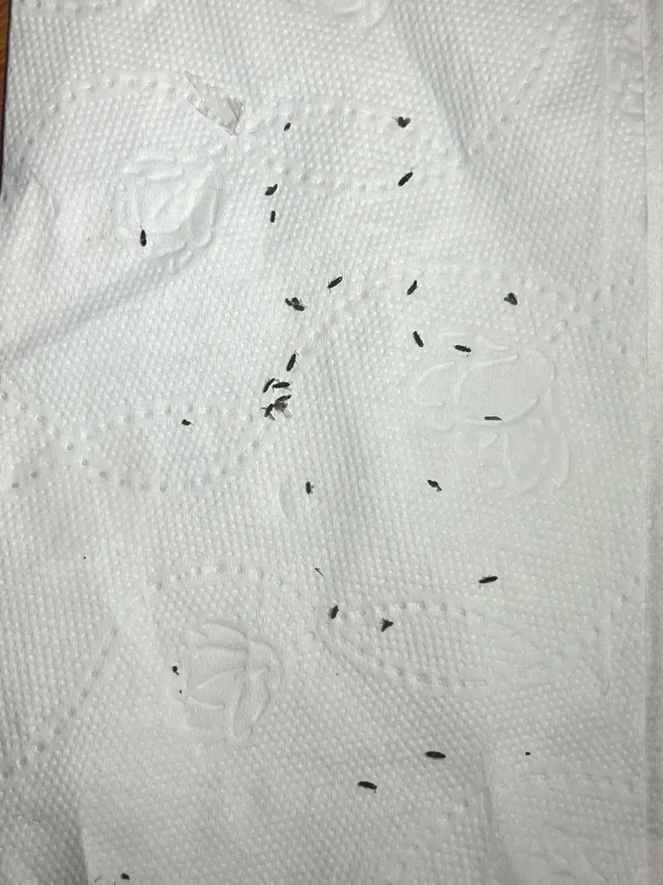 Thrips collected on a paper towel after manual removal from Calathea leaves
