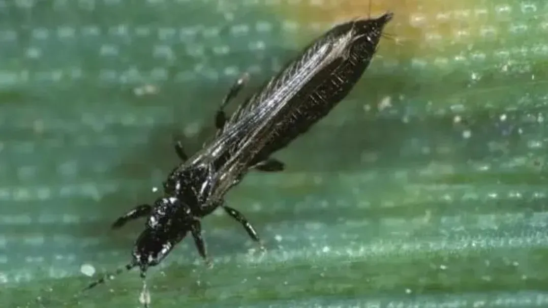 Thrips on Calathea How to Identify, Stop, and Prevent Repeat Infestations