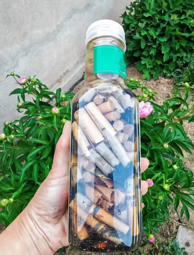 tobacco infused water used cautiously for fungus gnat control