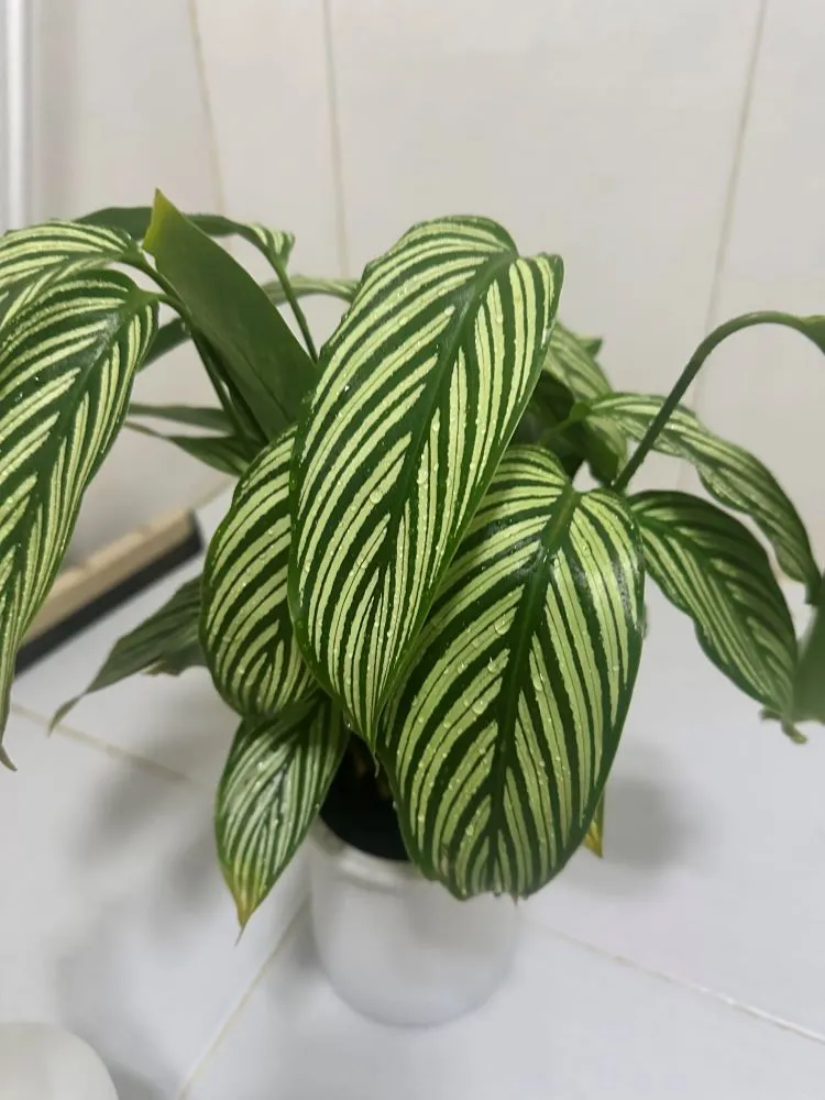 healthy-looking calathea with striped leaves indoors during winter