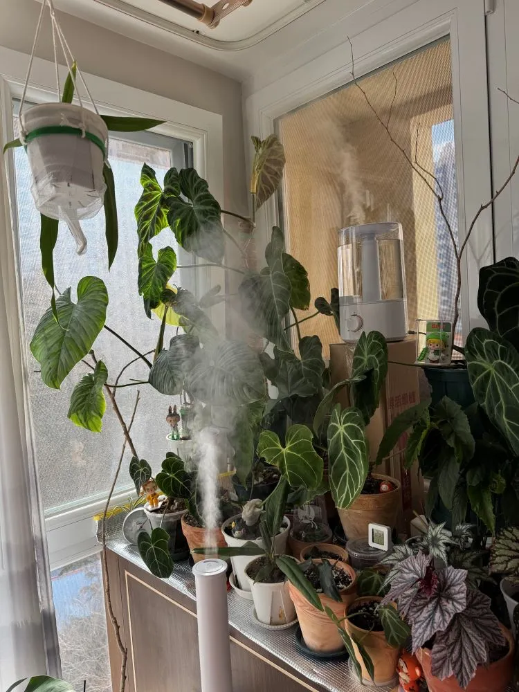 indoor plant shelf by a winter window with a humidifier running