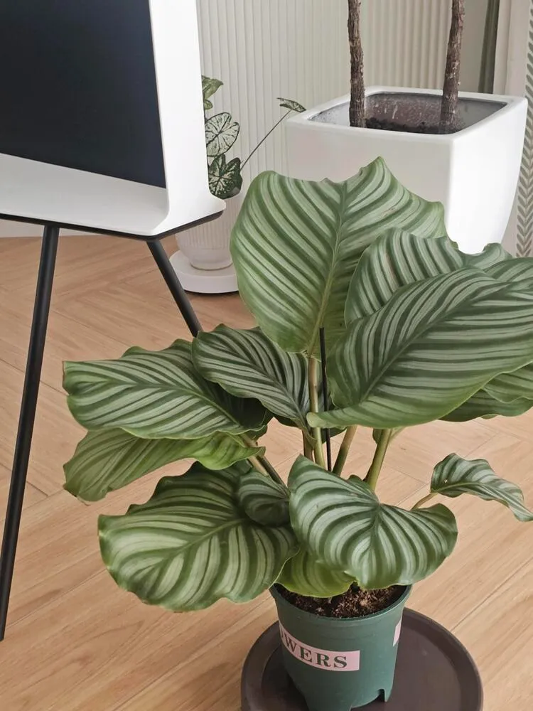 Calathea Orbifolia with leaves looking more upright after recovering from drooping