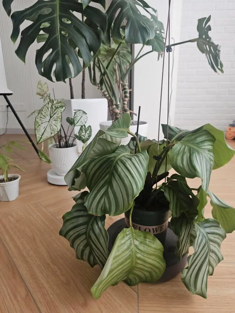 Calathea Orbifolia with several large leaves drooping downward indoors