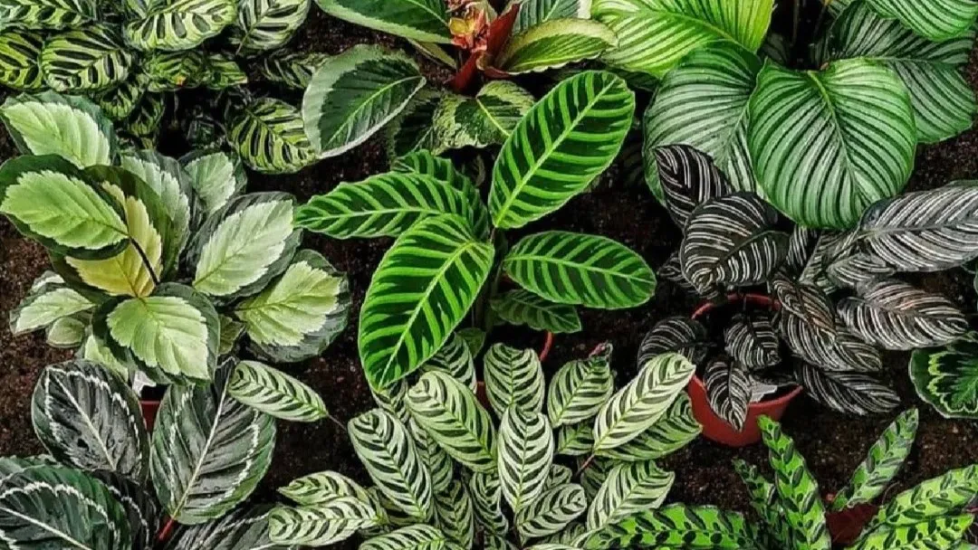 Calathea Identification Chart How to Tell Common Varieties Apart